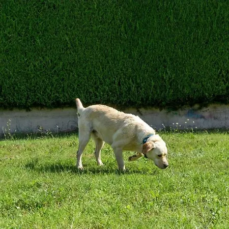 Holiday home In With Terrace, Air Conditioning, W-lan, Washing Machine 4928-11 Porec